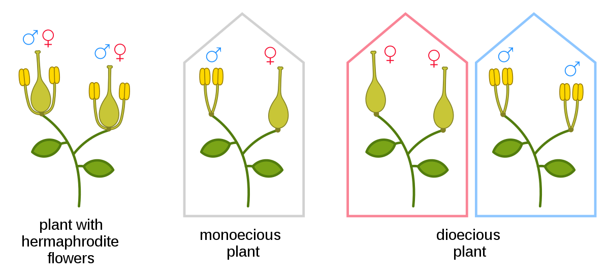 Hermaphroditic Plants Definition Characteristics And Examples