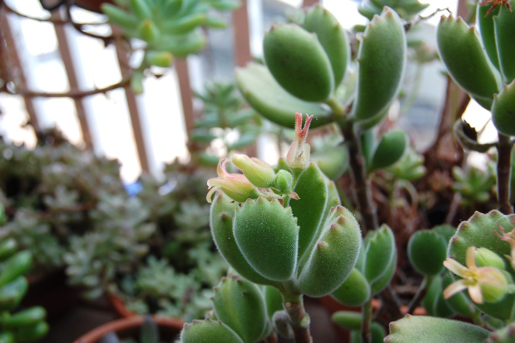 C. ladismithiensis - plants bank