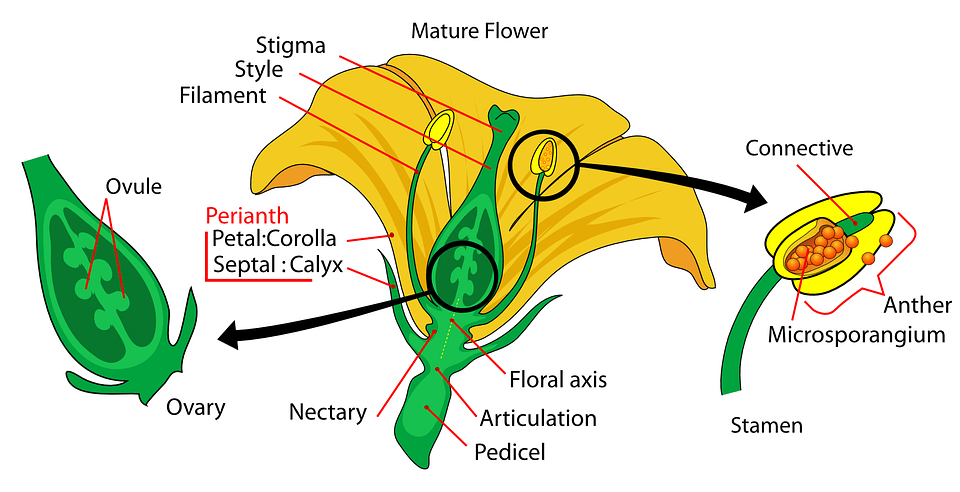 Flower description - plants bank