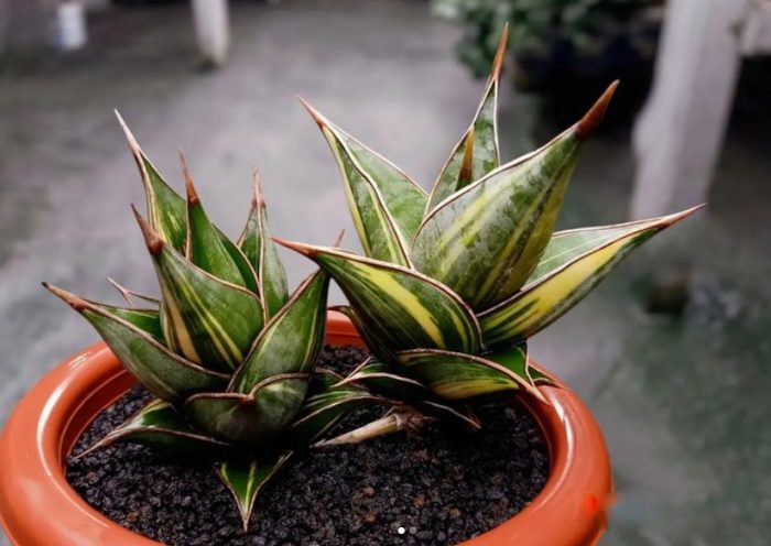 Walking Sansevieria - plants bank