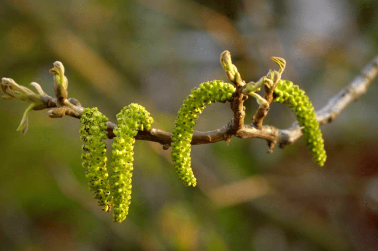 Hermaphroditic plants definition, characteristics and examples