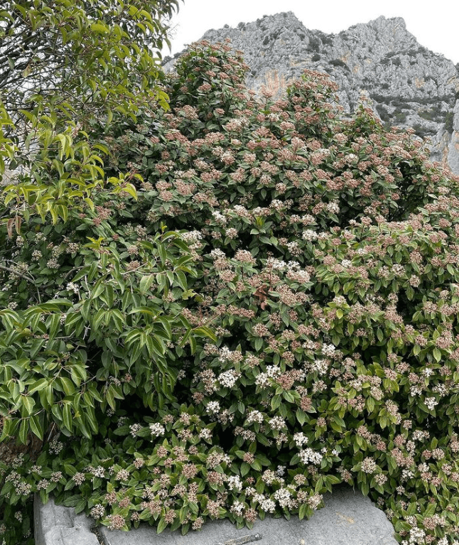 Viburnum tinus - plants bank