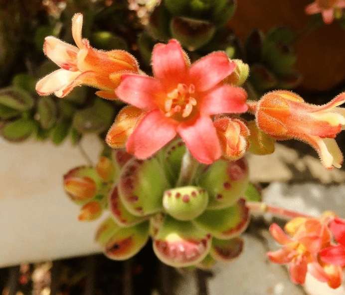 bear's paw - plants bank