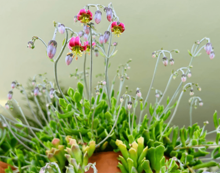 Pixie Bean - plants bank