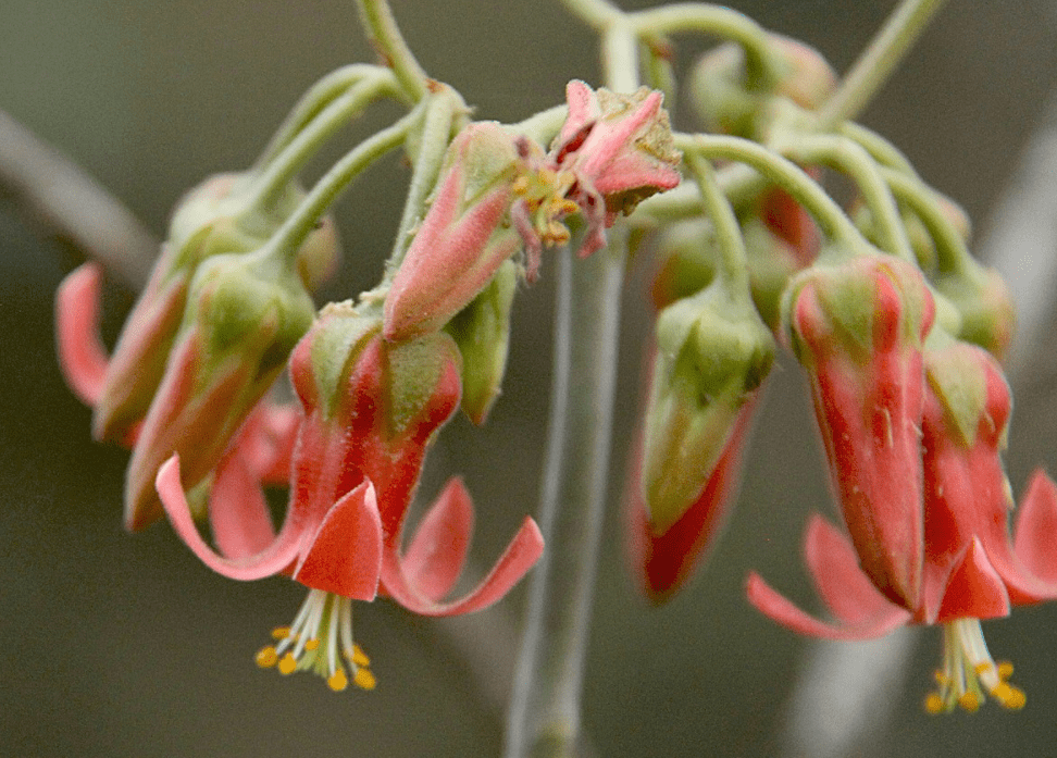 pig's ears - plants bank