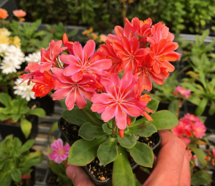 Lewisia cotyledon - plants bank