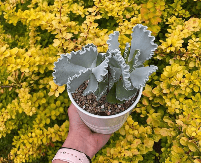 Silver Ruffles Plant - plants bank