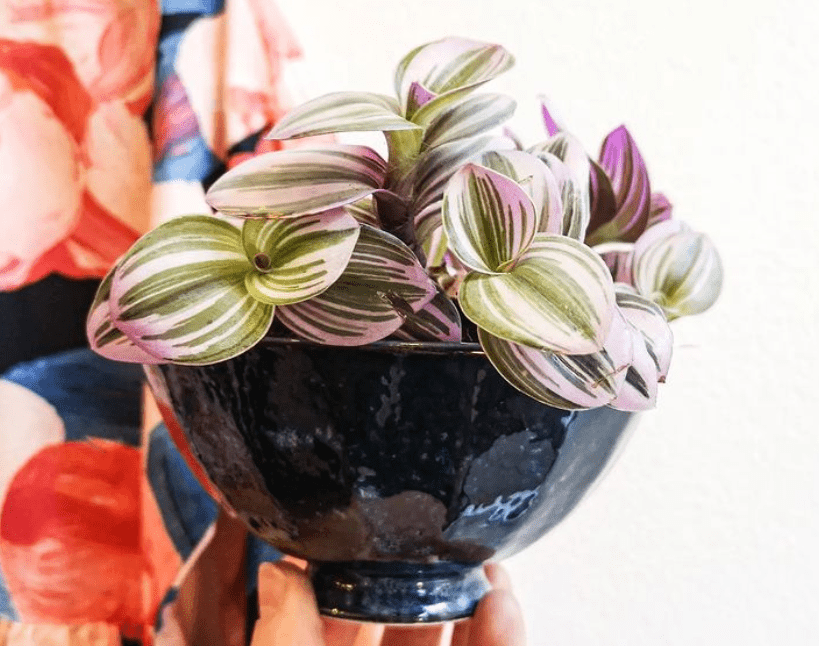 wandering jew - plants bank