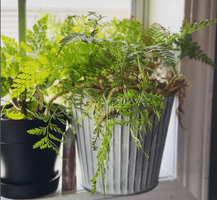 window plant - plants bank
