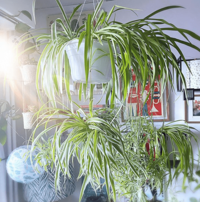 spider plant - plants bank