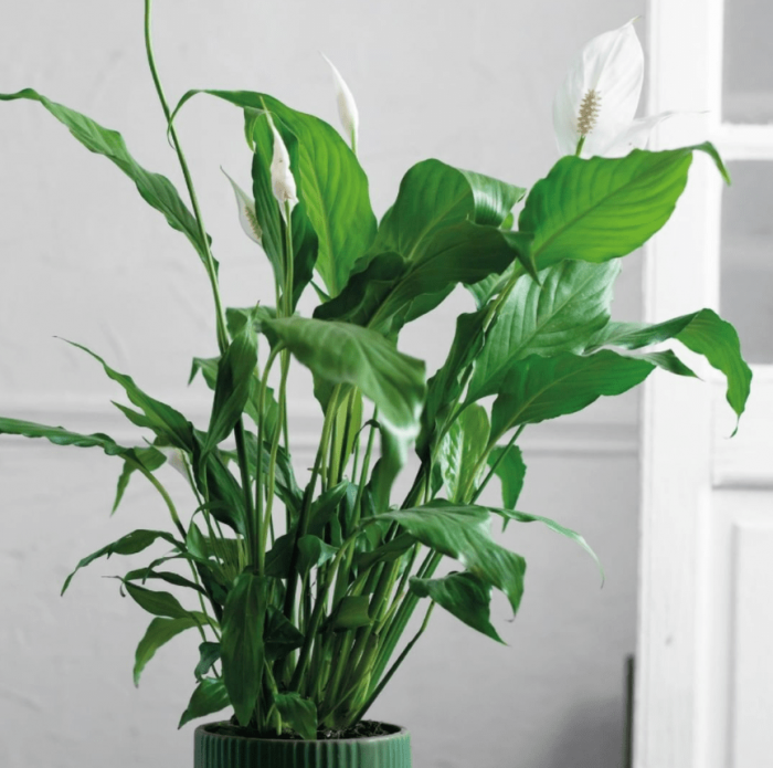 Spathiphyllum - plants bank