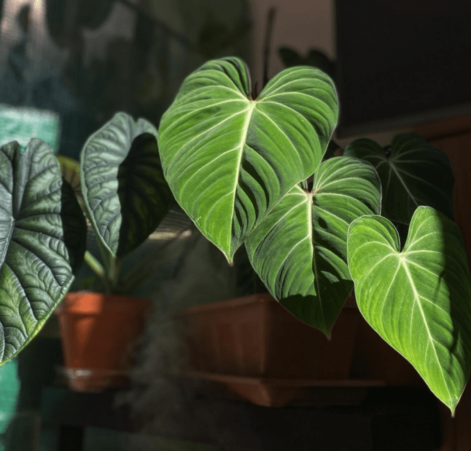 Philodendron - plants bank