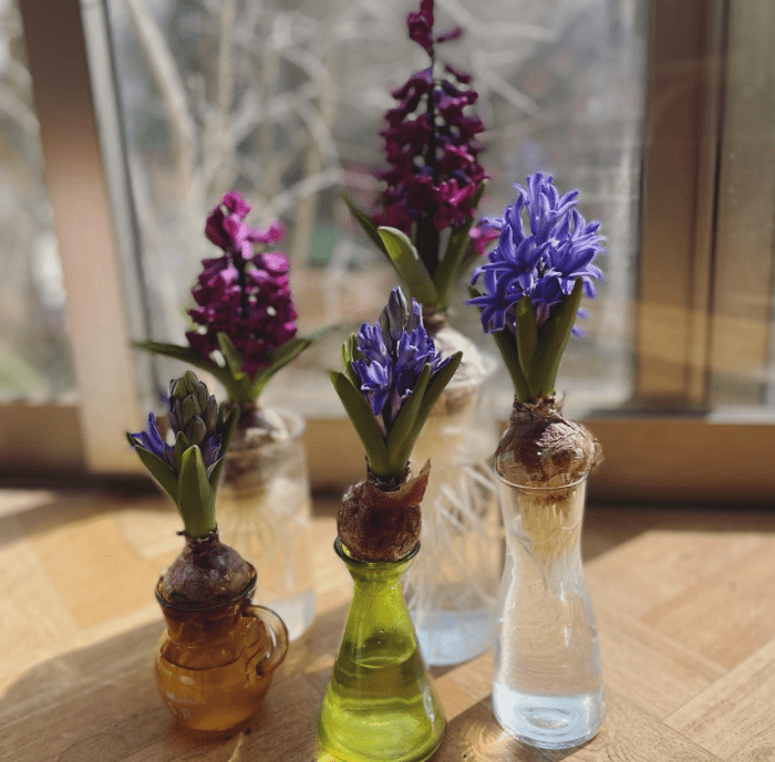 Hyacinth - plants bank