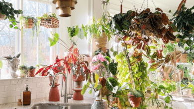 kitchen plants - plants bank