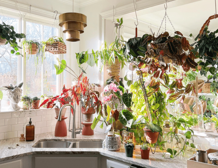 Kitchen deals hanging plants