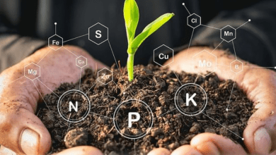 plant fertilizer - plants bank