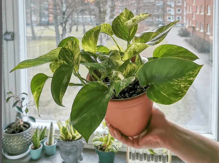 pothos epipremnum - plants bank