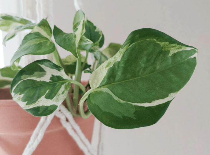 Pothos plant - plants bank