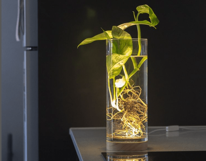 Golden pothos - plants bank