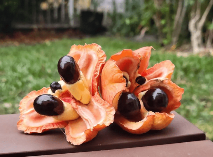 Ackee fruit - plants bank