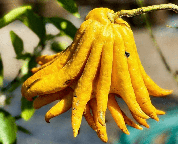 Fingered citron - plants bank