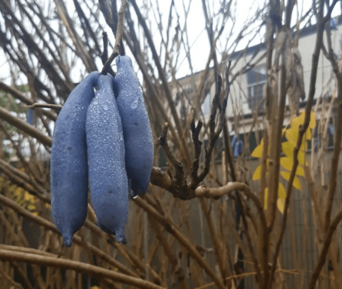 Blue sausage - plants bank