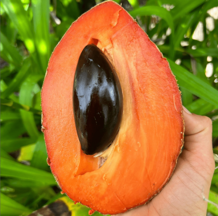 red mamey - plants bank