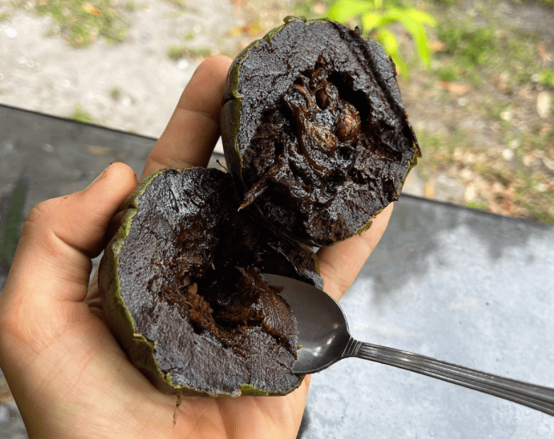 Black sapote - plants bank