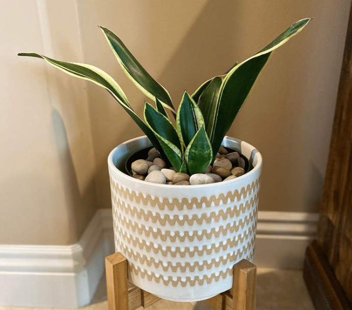 Sansevieria trifasciata - plants bank