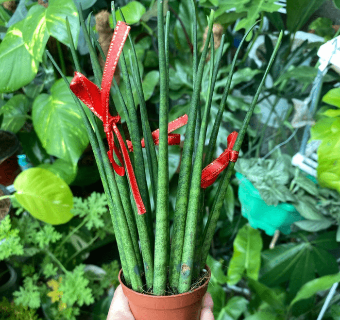 Sansevieria milkado - plants bank