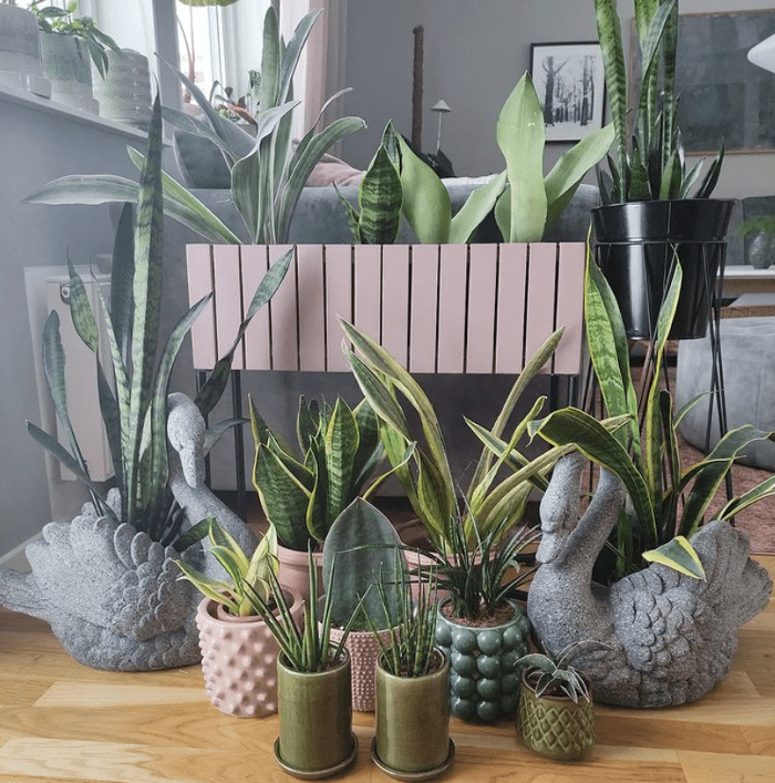 Sansevieria plants - plants bank