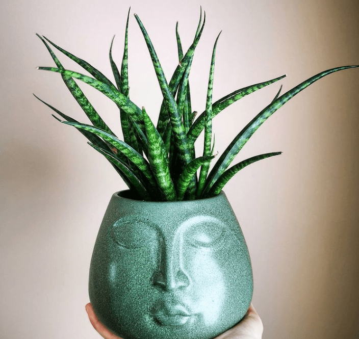 Snake plant - plants bank