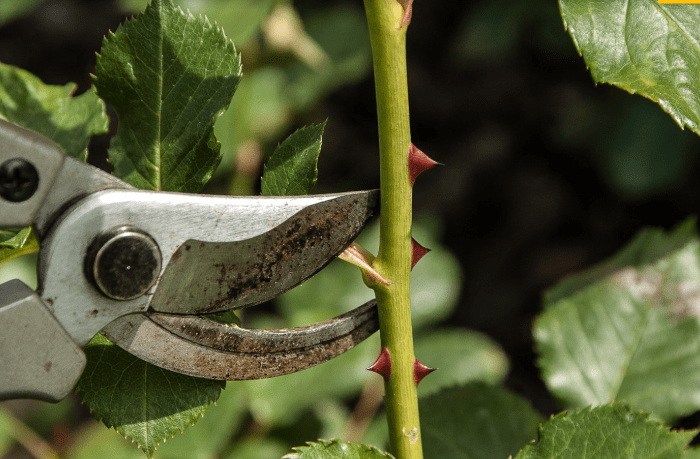 trim plants - plants bank