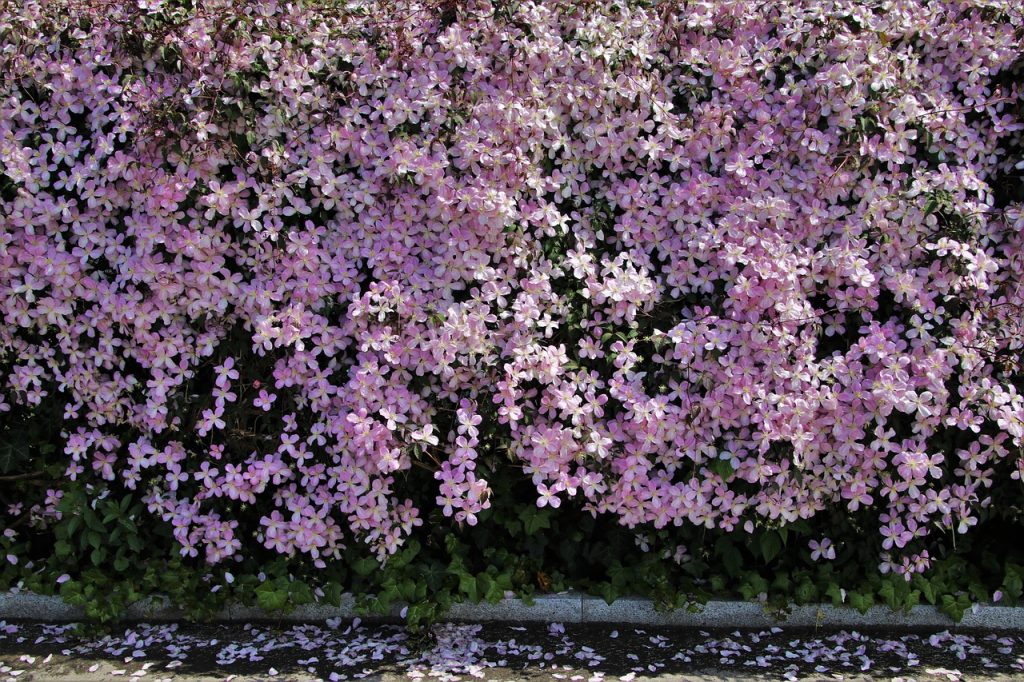 Clematis - plants bank