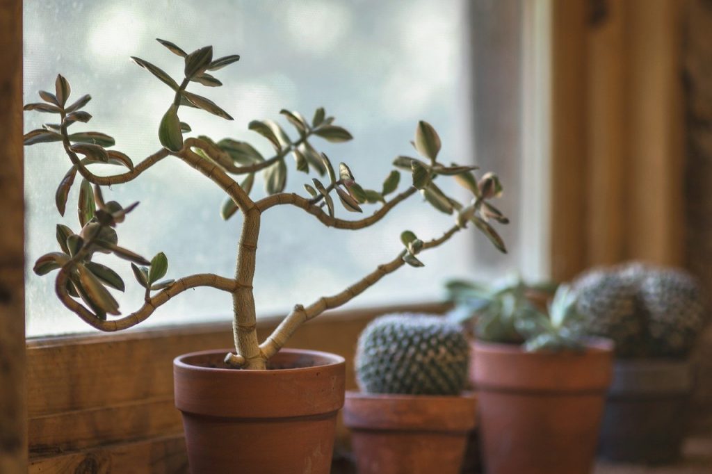 kitchen succulents - plants bank