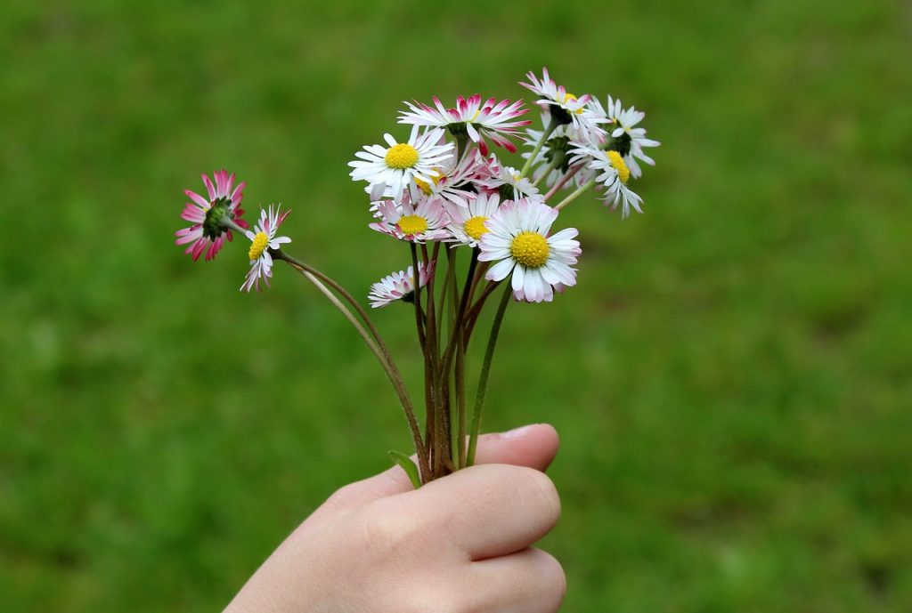 daisies - plants bank