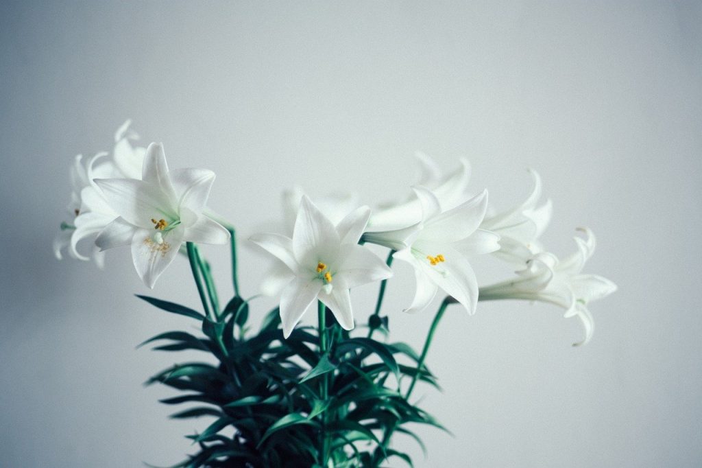 lilies - plants bank
