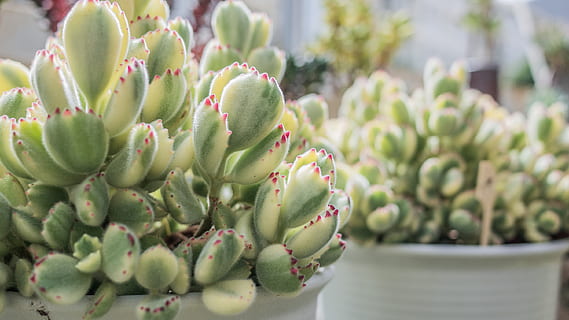 Cotyledon genus - plants bank