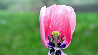 tulip flower - plants bank