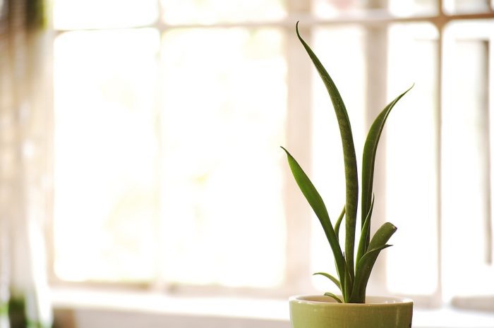 Sansevieria plant - plants bank