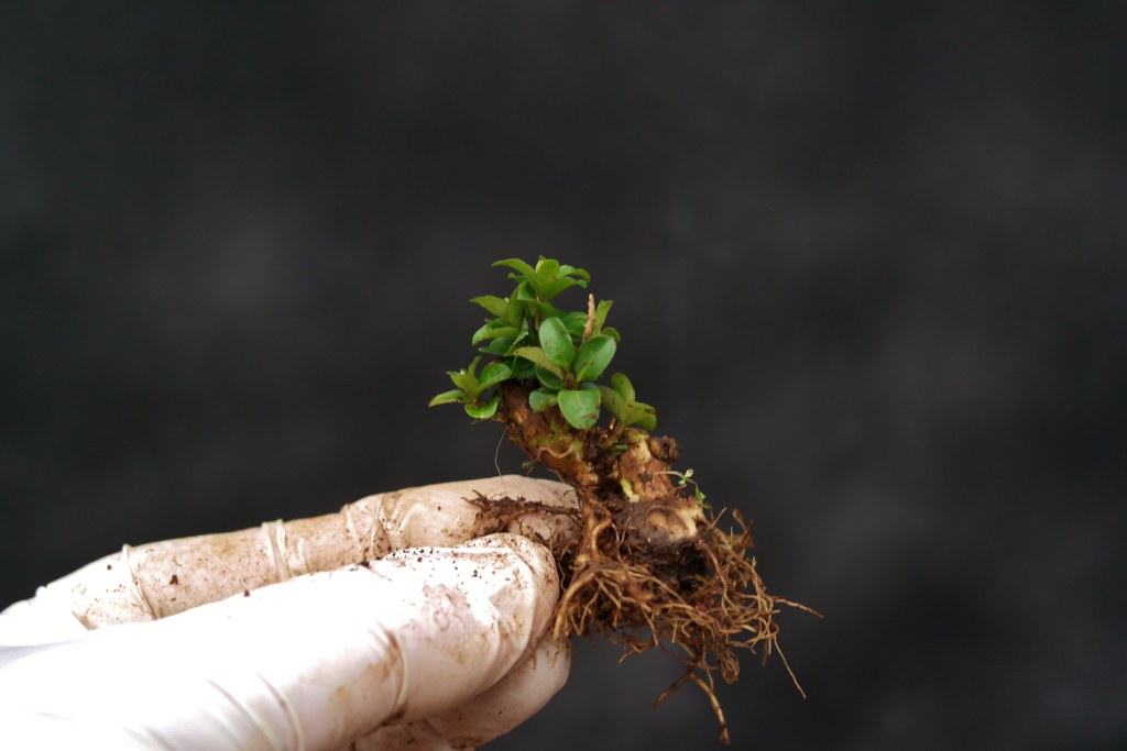 Repotting plants When and how to repot indoor plants