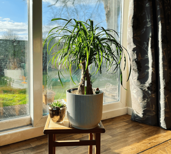 Indoor palm plants: Species, characteristics and care tips