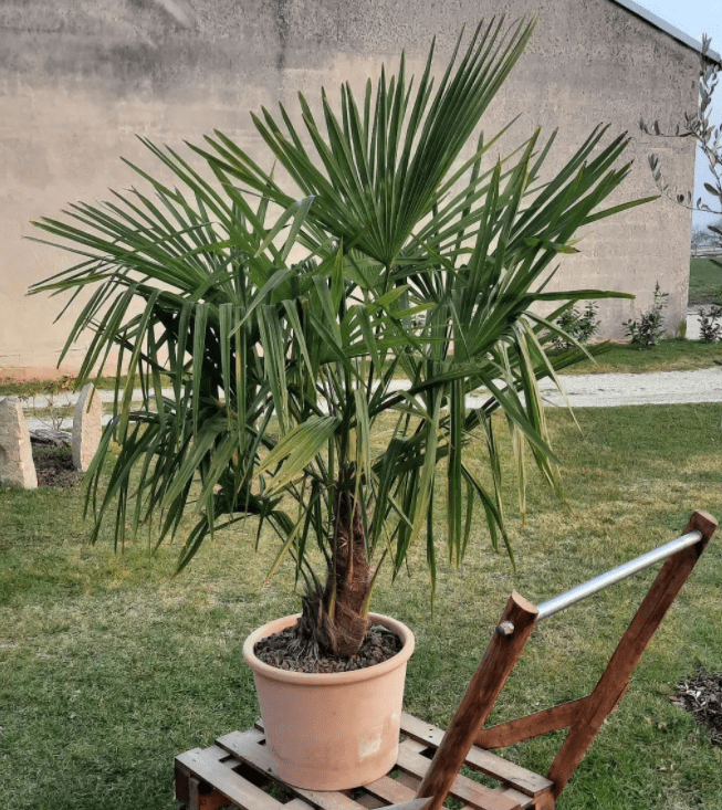 Trachycarpus fortunei