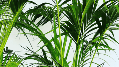Indoor palm plants