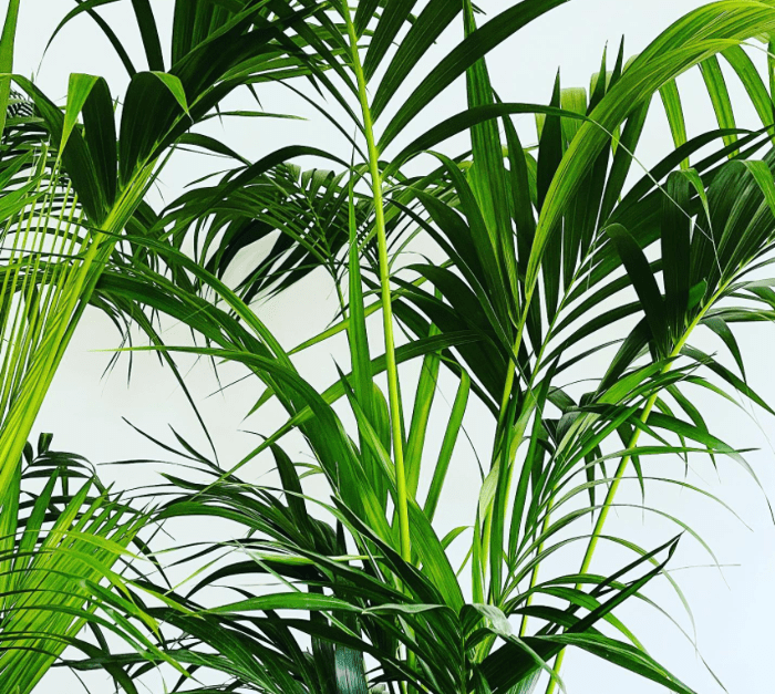 Indoor palm plants
