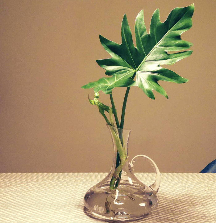 philodendron - plants bank