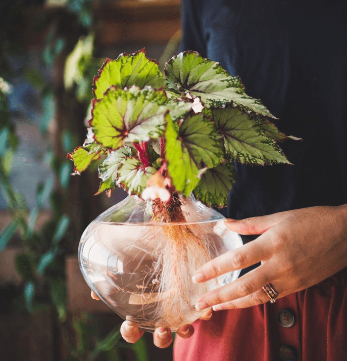 Begonia - plants bank