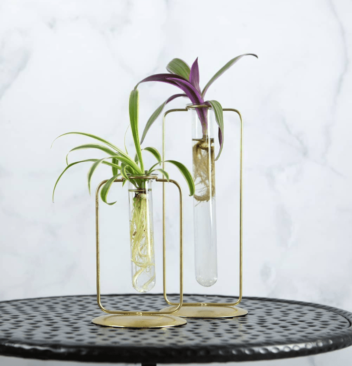 Spider plant - plants bank