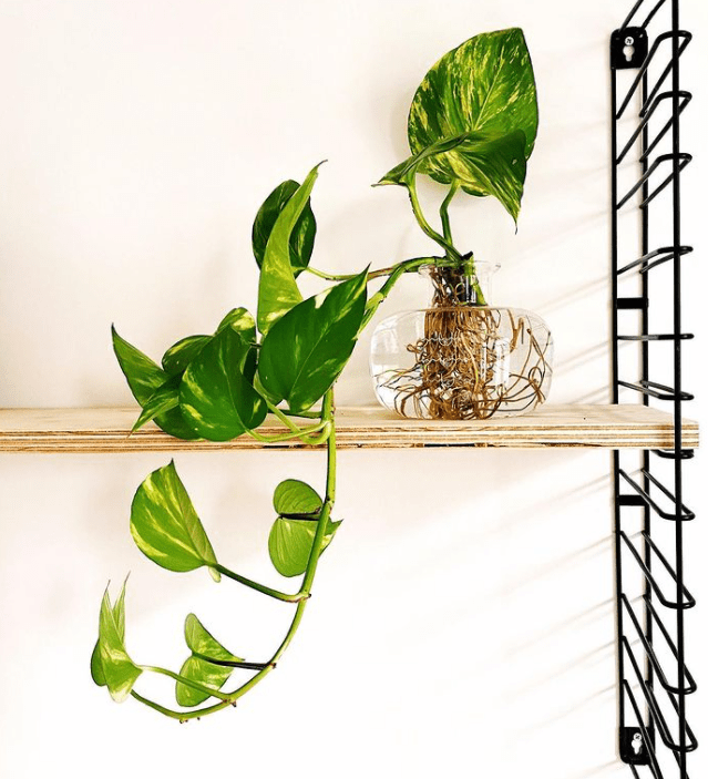 pothos - plants bank