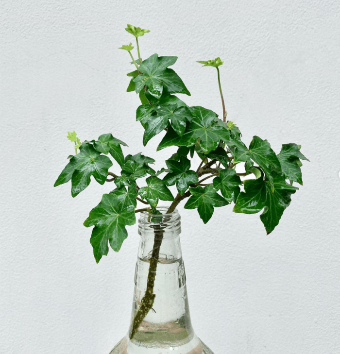 English ivy - plants bank
